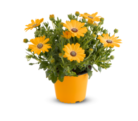 Flowers blooming in pots cut out isolated transparent background