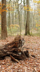 The colorful forest view in the natural park in autumn