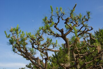 辻堂海浜公園　辻堂海岸の風景
海辺の春