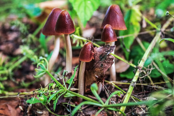 Macro  - Forest - Europe, Romania, Suceava region
