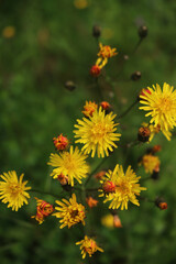 Top view of yellow small flowers of Hieracium umbellatum. Narrowleaf hawkweed wildflowers in the meadow in Italy