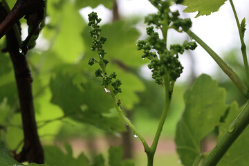 Close-up of raindrops on small green grapes in the vineyard. Close-up of vineyard after rain 
