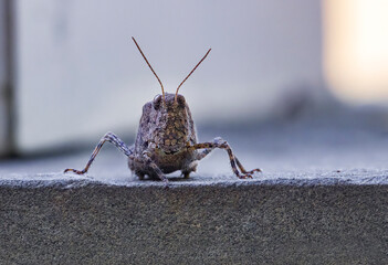 Brown grasshopper macro on wall