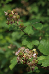 Pink flowers and green unripe Blackberry fruits on branch. Summer fruits. Rubus plant