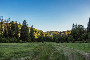 Landscapes -  Forest - Europe, Romania, Suceava region