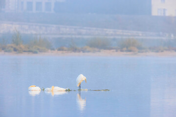 Serene swan reflections in the morning mist