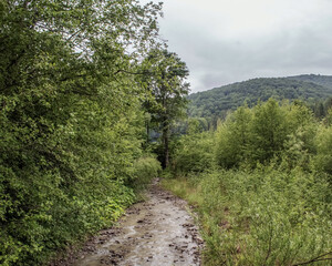 Fototapeta premium Landscapes - Forest - Europe, Romania, Suceava region