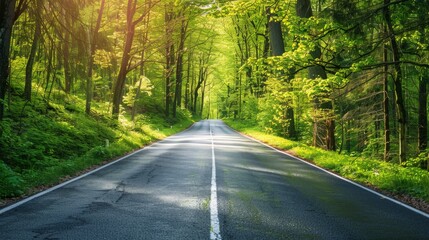 Straight road through a vibrant green forest, symbolizing the harmony between human infrastructure and natural ecosystems