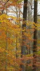 Obraz premium The colorful forest view in the natural park in autumn