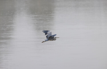 Heron soaring through misty morning