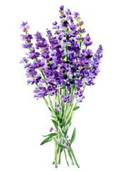 Naklejka premium Lavender flowers bouquet isolated. Watercolor illustration.