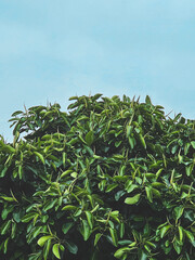 green tea plantation