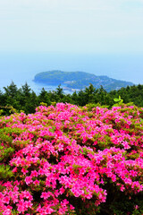 Obraz premium 星ヶ山公園 真鶴半島 神奈川県湯河原 