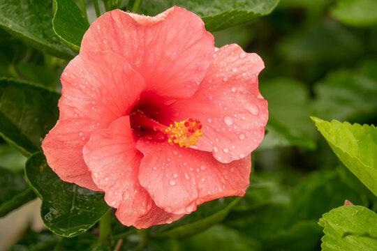 A pink flower with a yellow center is drooping in the rain