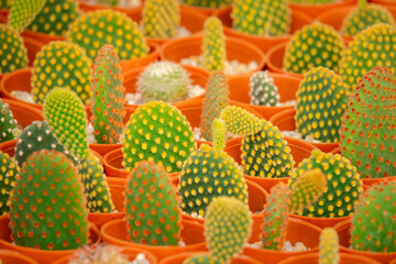 A bunch of cactus plants are in orange pots