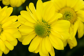 Three yellow flowers with green centers