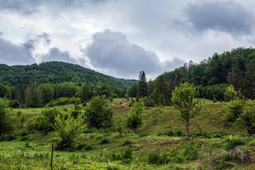 Landscapes -  Forest - Europe, Romania, Suceava region