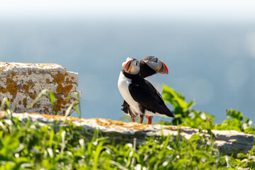 Selective focus view of Atlantic puffin with head cocked standing on cliff ledge with its partner at the Île aux Perroquets (Parrots Island) in the Mingan Archipelago National Park Reserve, Quebec