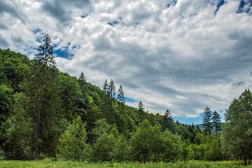 Landscapes -  Forest - Europe, Romania, Suceava region