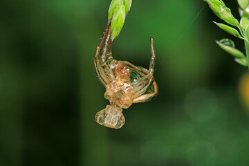 natural neriene peltata spider photo