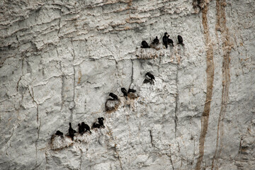 Cormoranes birds colony at rocky hill, punta loma puerto madryn, argentina