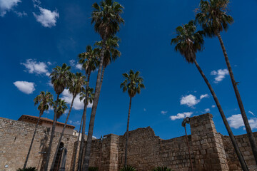 Palmeras con cielo azul de fondo