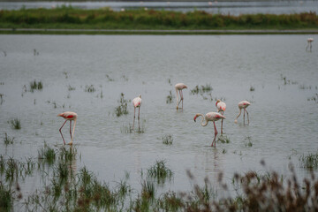 Flamencos abrevando en laguna © Nacho