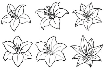 Lily flower line art Botanical pen art of delicate lilies