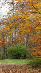 The colorful forest view in the natural park in autumn