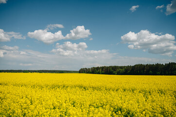 Obraz premium field with blooming yellow rapeseed against the blue summer sky