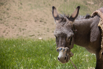 A donkey in the hillside and meadows of the Kurdistan region of Iran