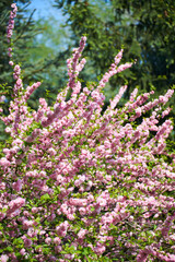 Japanese cherry blossom cherry sakura