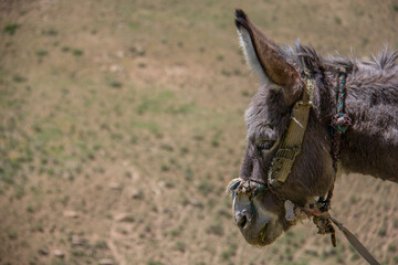 A donkey in the hillside and meadows of the Kurdistan region of Iran