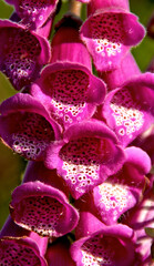 The beauty of Digitalis purpurea in all its splendor, Portugal © Vector