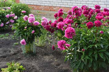 Peony bushes in the summer garden. Growing peonies. Red and pink flowers.