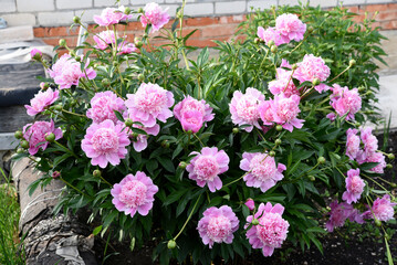 Obraz premium Peony bushes in the summer garden. Growing peonies. Red and pink flowers.