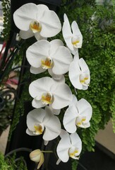 Closeup of the white color of Phalaenopsis Sogo Yukidian V3 orchids