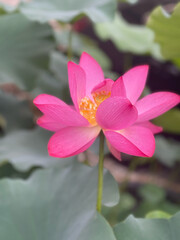 Fototapeta premium Lotus 
