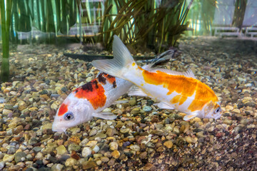 Koi carp fishes in an aquarium close-up