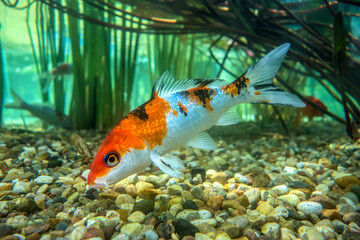 Koi carp fish close-up in an aquarium