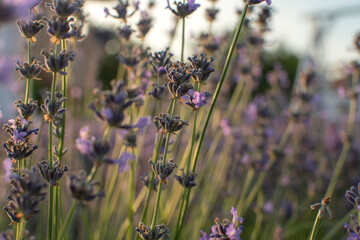 Flowers of a lavender on sunset