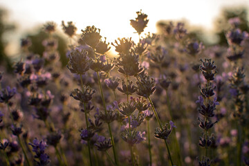 Flowers of a lavender on sunset