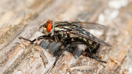 close up of a fly