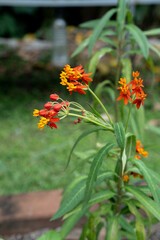 Close up of lively red meadow or daisy with green background with copy space, concept of red flower or flora, bouquet, blooming gardening season, botanical wallpaper, pretty and cute, romantic.