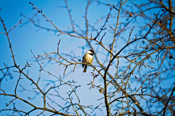 bird on a tree