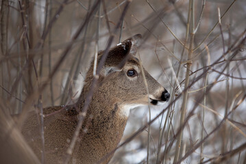 portrait of a young deer