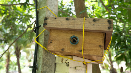 A box of stingless bees on shelf in honey bee farm, Agrotourism and ecotourism business, sustainability local job, eco-friendly bee farming, native species, medicinal honey, biology in agricultural.