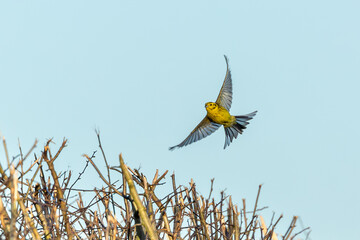 Yellow hammer wings spread landing on a hedge