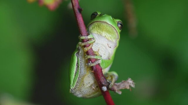 European tree frog (Hyla arborea / Rana arborea) sunning on prickly stem of bramble bush in spring / summer showing green camouflage colour