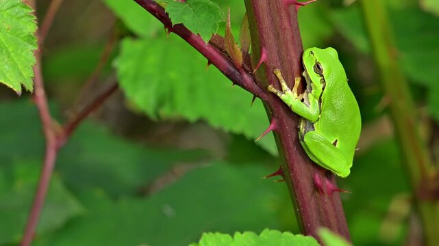 European tree frog (Hyla arborea / Rana arborea) sunning on prickly stem of bramble bush in spring / summer showing green camouflage colour